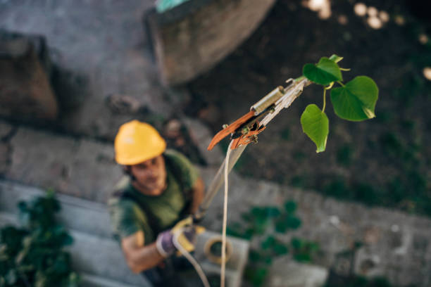 How Our Tree Care Process Works  in  Colon, MI