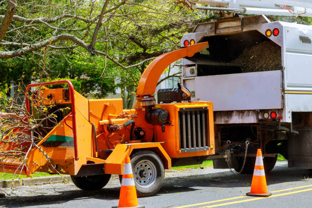 Best Fruit Tree Pruning  in Colon, MI