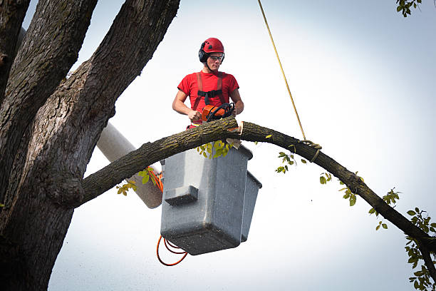 Professional  Tree Services in Colon, MI