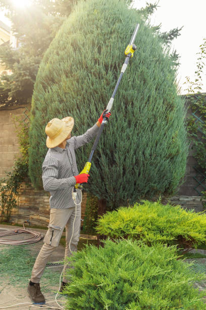 Best Palm Tree Trimming  in Colon, MI