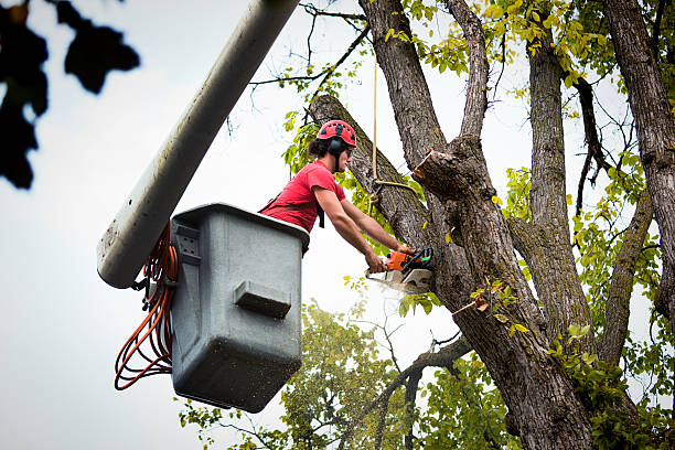 Best Tree Mulching Services  in Colon, MI